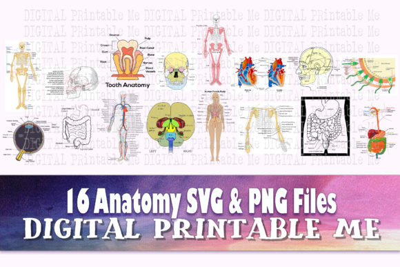 Anatomy 16 Images, Clip Art Pack: Practical Applications for Educators and Creators