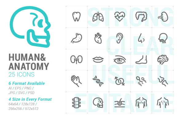 Evaluating the Human Anatomy Strong Line Icon for Digital Projects